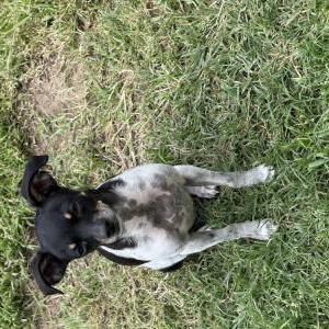 Image of Betty Trinidad, Lost Dog