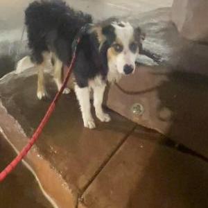 Image of Jack, Lost Dog