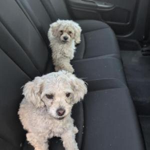 Found Dog Unknown