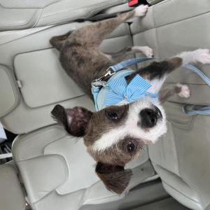 Lost Dog Otto