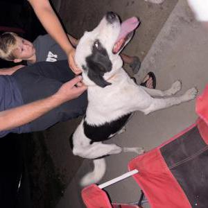 Image of Unknown, Found Dog