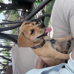 Image of Pluto, Lost Dog