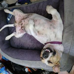 Image of Babys, Lost Dog