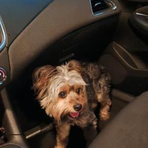 Image of Grandpa, Lost Dog