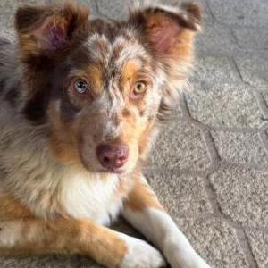 Image of Aria, Lost Dog