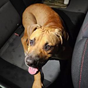 Found Dog Unknown