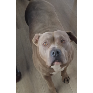 Image of Stella, Lost Dog