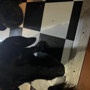 Image of Unsure, Found Dog