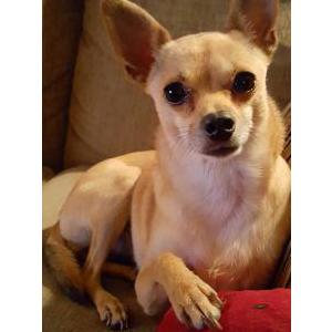 Image of Rowdy, Lost Dog