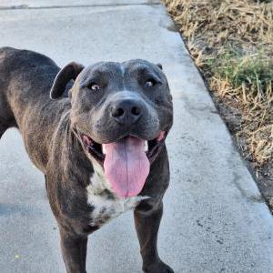 Image of Unknown, Found Dog
