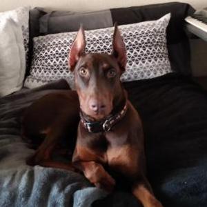 Image of Tonka doberman, Lost Dog
