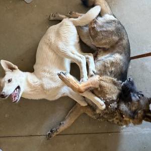 Image of Koda, Lost Dog