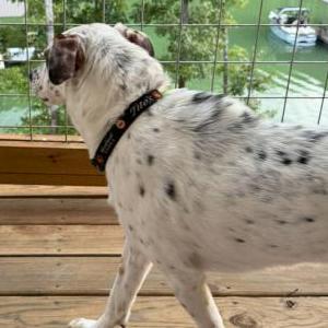 2nd Image of Dice, Lost Dog