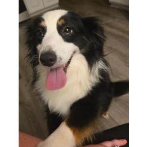 Lost 1 Poppy (NY)
