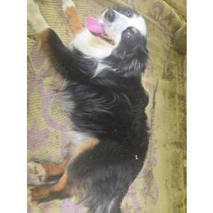 2nd Image of Poppy, Lost Dog