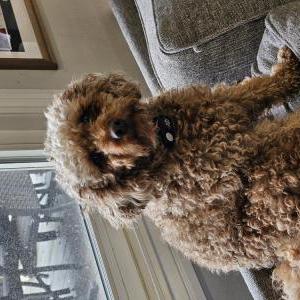 Image of Maple, Lost Dog