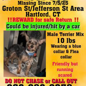 Image of Chicago, Lost Dog