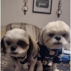 Image of Bella, Lost Dog