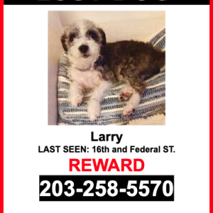 Lost Dog Larry
