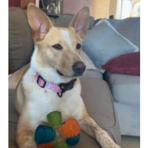 Image of Lana, Lost Dog