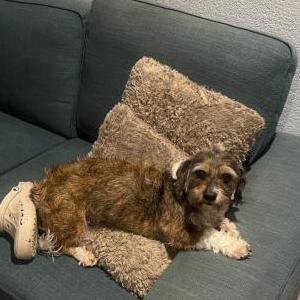 Image of Harley, Lost Dog