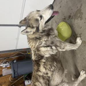 Image of Unknown, Lost Dog