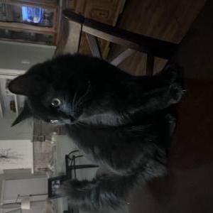 Image of Sabrina, Lost Cat