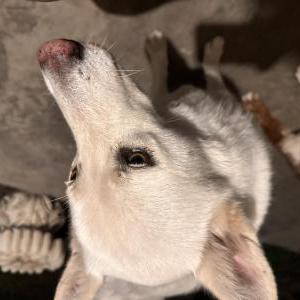 Lost Dog Ivy
