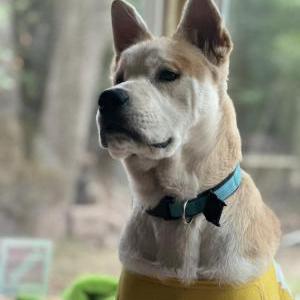 Image of Pancho, Lost Dog