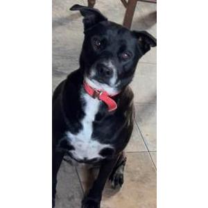 Lost Dog Allis