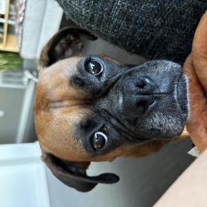 2nd Image of Pippen, Lost Dog