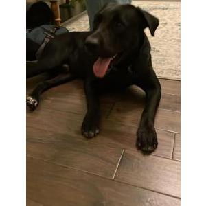 Image of Unknown, Found Dog