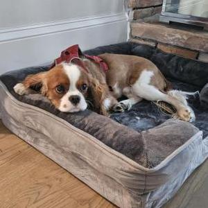 Image of Archie, Lost Dog