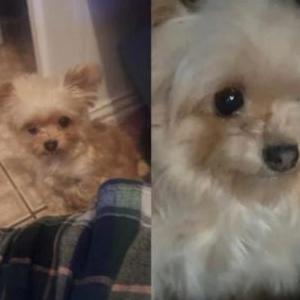 Image of Fendi, Lost Dog