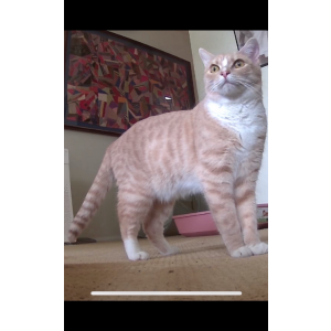 Lost 2 Theodore (CA)