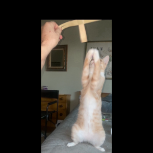 2nd Image of Theodore, Lost Cat