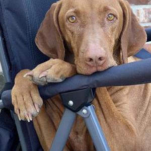 Lost Dog Penny
