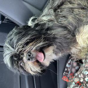 Image of Unknown, Found Dog