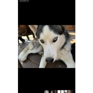 Image of Ricky, Lost Dog