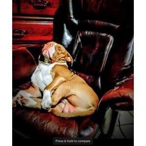 Image of Ryco, Lost Dog