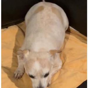 2nd Image of BEARBEAR, Lost Dog