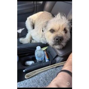 Image of Lulah, Lost Dog