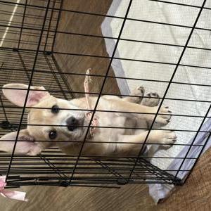 Image of Luna, Lost Dog