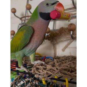 Image of Luigi, Lost Bird