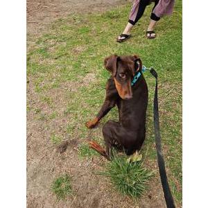 Image of Rosie, Lost Dog