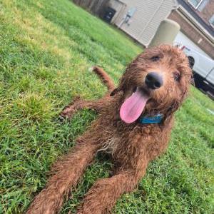 Image of Reptar, Lost Dog