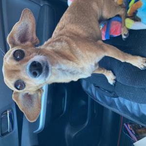 Image of unknown, Found Dog