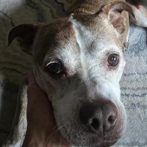 Image of Nelly, Lost Dog