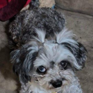 Image of Allie, Lost Dog