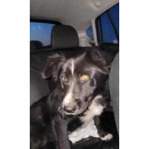 Image of UNKNOWN, Found Dog